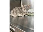 Adopt Aida a Domestic Shorthair / Mixed (short coat) cat in Arkadelphia