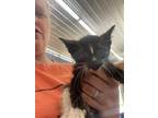 Adopt Pearl a Domestic Shorthair / Mixed (short coat) cat in Arkadelphia