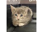 Adopt Fireball a Domestic Shorthair / Mixed (short coat) cat in Brownwood