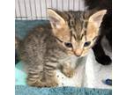 Adopt K2 a Domestic Shorthair / Mixed (short coat) cat in Brownwood