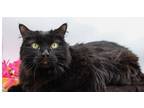 Adopt Kevin XIV a All Black Domestic Longhair / Mixed cat in Muskegon