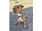 Adopt Jade a Brown/Chocolate - with Black Mixed Breed (Medium) / Mixed dog in