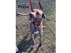 Adopt Freya a Black - with Brown, Red, Golden, Orange or Chestnut Plott Hound /