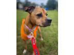 Adopt Shelby (In-Foster) a Mixed Breed (Medium) / Mixed dog in Vineland
