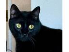 Adopt Scout a All Black Domestic Shorthair (short coat) cat in Lebanon