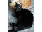 Adopt Scout a All Black Domestic Shorthair (short coat) cat in Lebanon