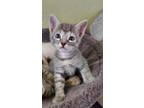 Adopt Scout a Gray or Blue Domestic Shorthair / Mixed cat in Green Valley