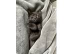 Adopt Choco Cat a All Black Domestic Shorthair / Mixed (short coat) cat in