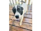 Adopt Gwen a Black Mouth Cur / Border Collie / Mixed dog in CLEWISTON