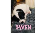 Adopt Gwen a Black Mouth Cur / Border Collie / Mixed dog in CLEWISTON