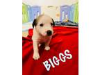 Adopt Biggs a Black Mouth Cur / Border Collie / Mixed dog in CLEWISTON