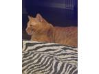 Adopt Rambo a Orange or Red Domestic Mediumhair / Mixed (medium coat) cat in