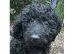 Adopt Moyen Monica MOYEN POODLE a Black - with White Poodle (Miniature) / Mixed