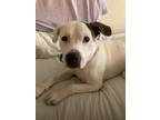 Adopt Hank a Tricolor (Tan/Brown & Black & White) Mastiff / Mixed dog in