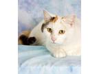 Adopt Sunday a Domestic Shorthair / Mixed (short coat) cat in Gilbert