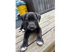 Adopt Swing (Musical Styles) a Black Labrador Retriever dog in New Albany