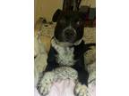 Adopt Cirie Fields a Black Mixed Breed (Medium) dog in New York, NY (41399255)