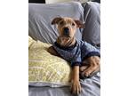 Adopt Logan Canyon a Tan/Yellow/Fawn Mixed Breed (Medium) dog in New York
