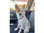 Adopt Opa a White - with Tan, Yellow or Fawn Australian Cattle Dog dog in San