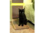 Adopt Ginger Snap a Black & White or Tuxedo Domestic Shorthair / Mixed (short