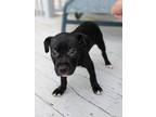 Adopt Maurder a Black - with White American Staffordshire Terrier dog in