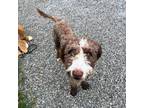 Adopt Loopy a Brown/Chocolate - with White Bernese Mountain Dog / Poodle