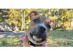Adopt Cicely a Brown/Chocolate - with White Boxer / American Staffordshire