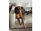 Adopt Kona a Tan/Yellow/Fawn - with White Rhodesian Ridgeback / Mixed dog in