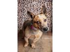 Adopt Daisy a Red/Golden/Orange/Chestnut - with Black Pembroke Welsh Corgi dog