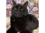 Adopt Jack - LF a All Black Domestic Shorthair / Mixed (short coat) cat in Cross