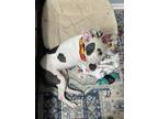 Adopt Brantleigh a White - with Gray or Silver Dogo Argentino / Mixed Breed