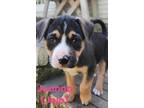 Adopt Joanna Disney Wish Litter a Cattle Dog dog in Acworth, GA (41385592)