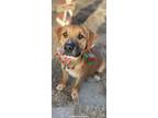 Adopt Tonka a Brown/Chocolate Labrador Retriever / Shepherd (Unknown Type) dog