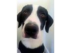 Adopt Sheldon a Black - with White Shepherd (Unknown Type) dog in Irwin