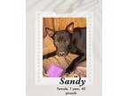 Adopt Sandy a Black Labrador Retriever / Pit Bull Terrier dog in Lukeville