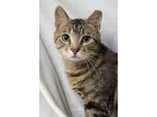 Adopt Bear a Spotted Tabby/Leopard Spotted Domestic Shorthair / Mixed cat in