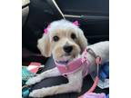 Adopt Cinnamon a Tan/Yellow/Fawn Havanese / Mixed dog in Santa Clarita