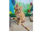 Adopt Bowser a Domestic Shorthair / Mixed (short coat) cat in Ocala