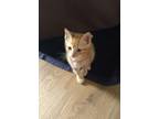 Adopt Luigi a Domestic Shorthair / Mixed (short coat) cat in Ocala