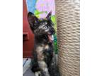 Adopt Toadette a Domestic Shorthair / Mixed (short coat) cat in Ocala