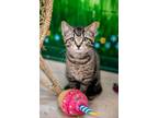 Adopt Edgar a Domestic Shorthair / Mixed (short coat) cat in Ocala