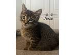 Adopt Jesse a Brown or Chocolate Domestic Shorthair / Mixed cat in Bossier City