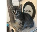 Adopt Sonny a Gray or Blue Domestic Shorthair / Mixed cat in Bossier City