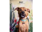 Adopt Brady a Brown/Chocolate Labrador Retriever dog in Littleton, CO (39620728)