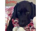 Adopt Quimby (Courtesy Post) a Black Coonhound dog in Council Bluffs
