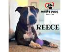 Adopt Reece (Courtesy Post) a Brown/Chocolate - with White Boxer dog in Council