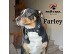 Adopt Farley (Courtesy Post) a Black - with White Corgi / Australian Cattle Dog