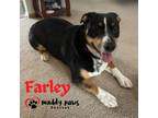 Adopt Farley (Courtesy Post) a Black - with White Corgi / Australian Cattle Dog