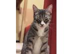 Adopt Ruby and Tiger a Gray, Blue or Silver Tabby Tabby / Mixed (short coat) cat