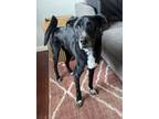 Adopt Snickers a Black - with White Labrador Retriever dog in Littleton